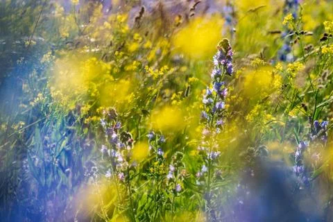 Vipers Bugloss or Blueweed (Echium vulgare) blossom field.  Blue blooming flo Stock Photos
