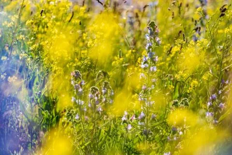 Vipers Bugloss or Blueweed (Echium vulgare) blossom field.  Blue blooming flo Stock Photos