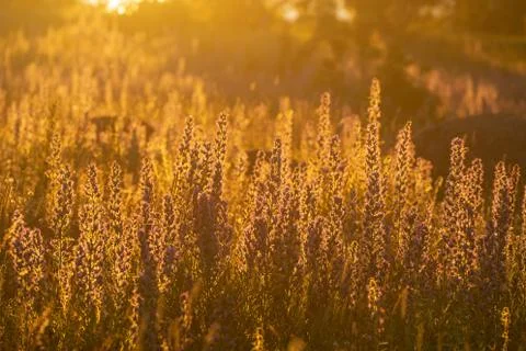 Vipers Bugloss or Blueweed (Echium vulgare) blossom field.  Blue blooming flo Stock Photos