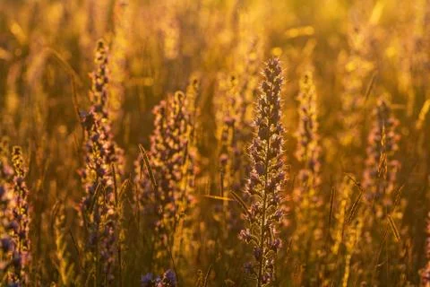Vipers Bugloss or Blueweed (Echium vulgare) blossom field.  Blue blooming flo Stock Photos