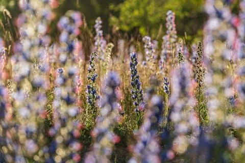 Vipers Bugloss or Blueweed (Echium vulgare) blossom field.  Blue blooming flo Stock Photos