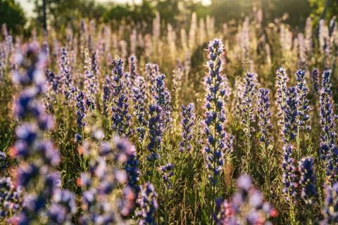 Vipers Bugloss or Blueweed (Echium vulgare) blossom field.  Blue blooming flo Stock Photos