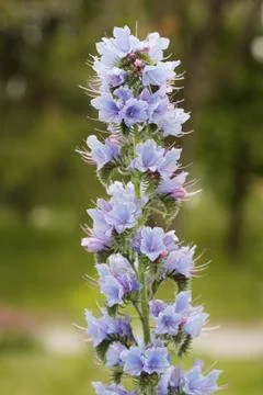 Viper's Bugloss Foto stock