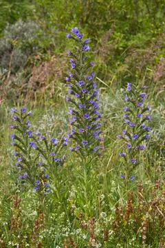 Viper’s bugloss Stock Photos