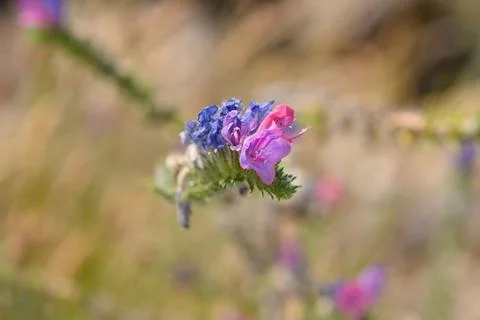 Vipers bugloss Stock Photos