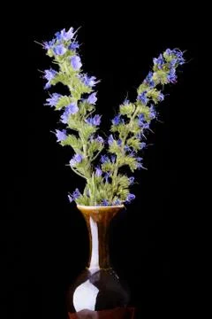 Viper's bugloss in vase Fotos de archivo
