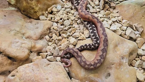 Vipers snakes mating in the desert  Stock Footage 296850052