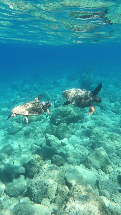 VIRAL! Two Loggerhead Sea Turtles Fight! | Kefalonia Island, Greece Stock Footage 322044869