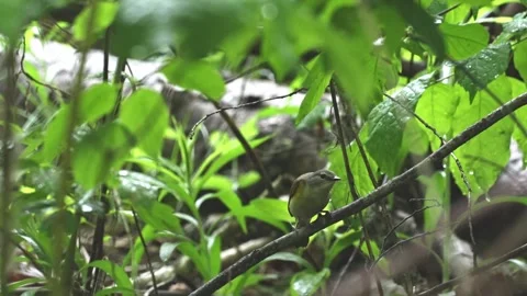 Vireo Perched on Branch During Rain in Forest 動画素材 341769437