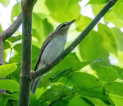 Vireo Stock Photos