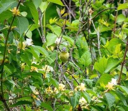 Vireo Stockfoto's