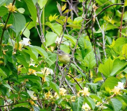 Vireo Stock Photos