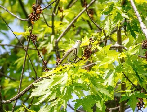 Vireo Stock Photos