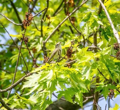Vireo Stock Photos