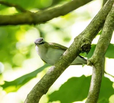 Vireo Stock Photos