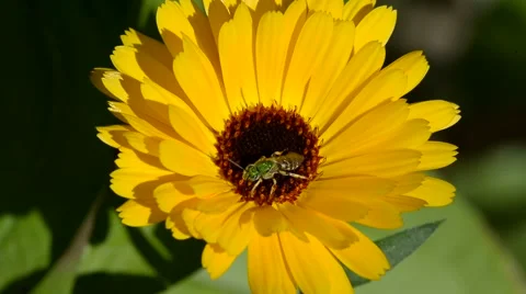 Virescent Green Metallic Bee Stock Footage 58670431