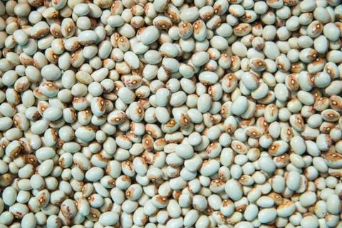 Virgin beans. Fotos Stock