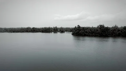 Virgin forest in Douala bay, Wouri river Stock Footage 80938232