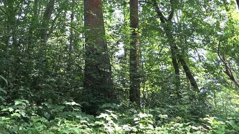 Virgin Forest Stock Footage 91609066