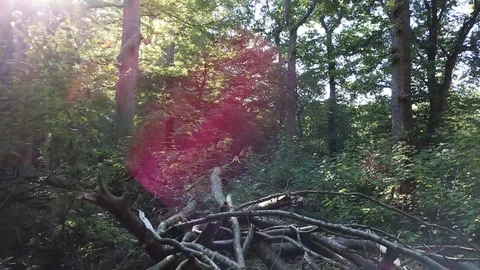 A Virgin Forest in Germany Stockbeeldmateriaal 97796773