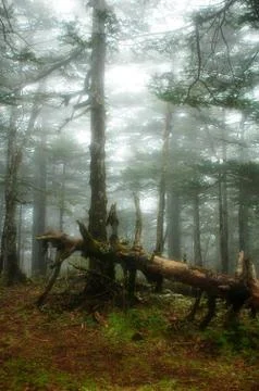 Virgin forest Foto stock