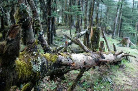 Virgin forest Foto stock