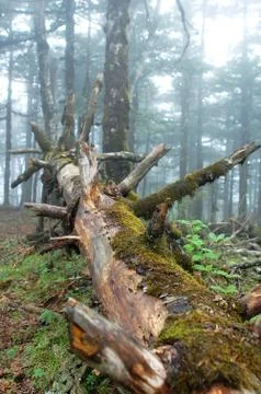 Virgin forest Stock Photos