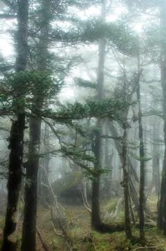 Virgin forest Stock Photos