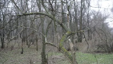 Virgin forest Stock Photos