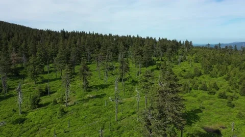 Virgin forests dead trees are caused by acid rains drone aerial video shot Video stock 166833749