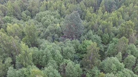 Virgin green forest view from altitude Video stock 77490582