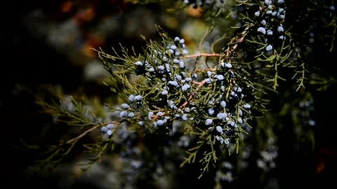 Virgin juniper with blue cones Stock Footage 163896563