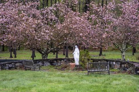 Virgin Mary Statue in Spring Garden with Pink Cherry Blossoms 写真素材