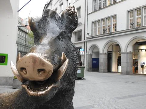 Virgin pig Stock Photos