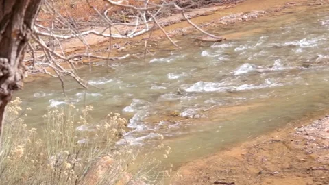 Virgin River small flow in Zion National Park in winter, USA  Stock Footage 239135523