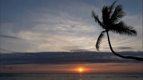 Virgin unspoiled Caribbean beach at sunset with a palm tree Stock Footage 106934564