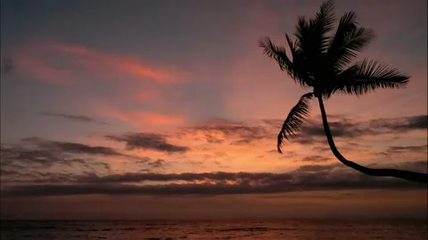 Virgin unspoiled Caribbean beach at sunset with a palm tre Stock Footage 106934824