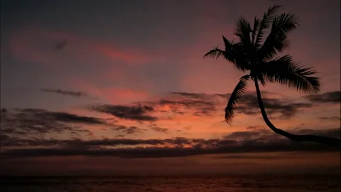 Virgin unspoiled Caribbean beach at sunset with a palm tree Stock Footage 106937780