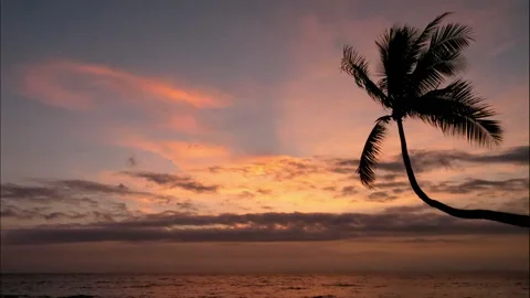 Virgin unspoiled Caribbean beach at sunset with a palm tree Stock Footage 106937939