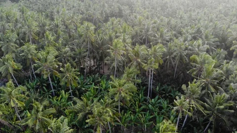 Virgin5 Stock Footage 91323040