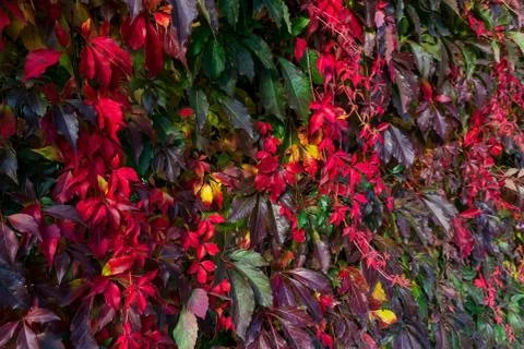 Virginia Creeper in autumn colors, solid background Stock Photos
