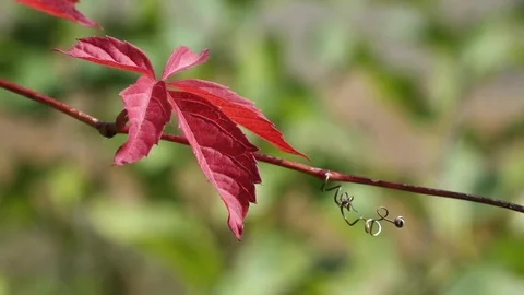 Virginia creeper in the autumn Video stock 72320644