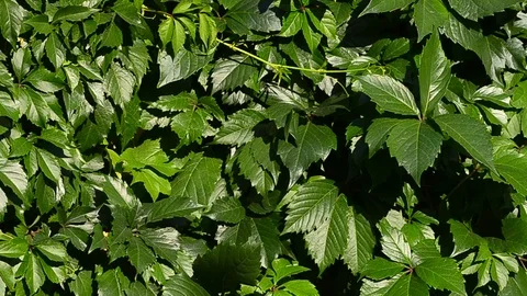 Virginia creeper background Stock Footage 93780848
