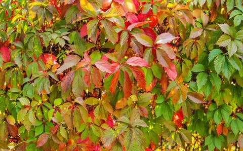 Virginia creeper backgrounds Stock Illustration