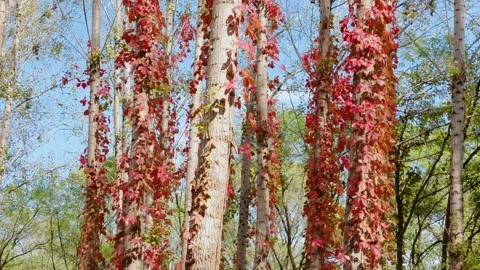 Virginia creeper climbing on a tree Stock-Footage 347444480