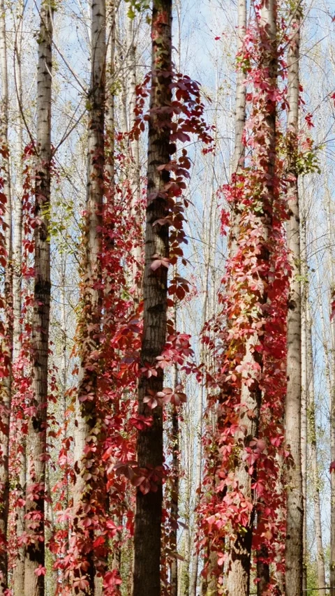 Virginia creeper climbing on a tree 스톡 동영상 347444504