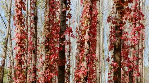 Virginia creeper climbing on a tree 스톡 동영상 347444631