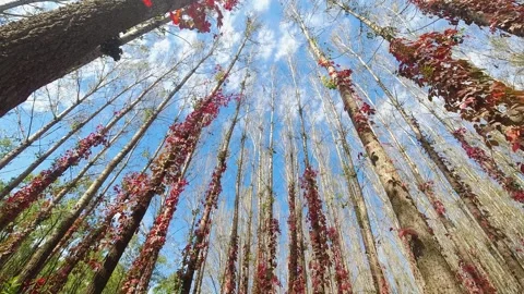 Virginia creeper climbing on a tree Stock Footage 347444686