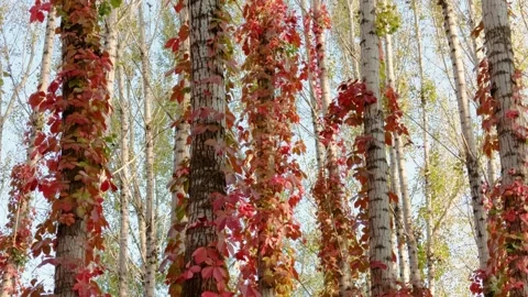 Virginia creeper climbing on a tree Stock Footage 347446396