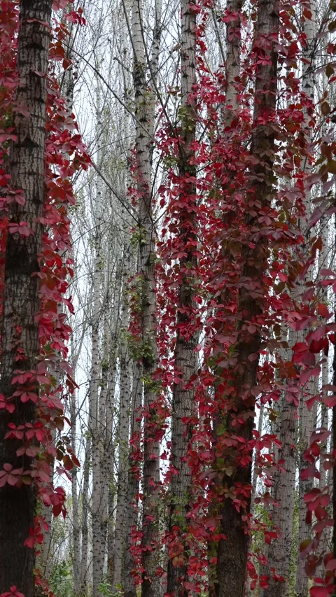 Virginia creeper climbing on a tree Stock Footage 347446402